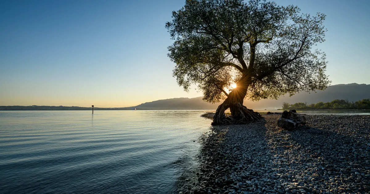 A lone tree with exposed roots stands on a pebble lakeshore at sunrise.