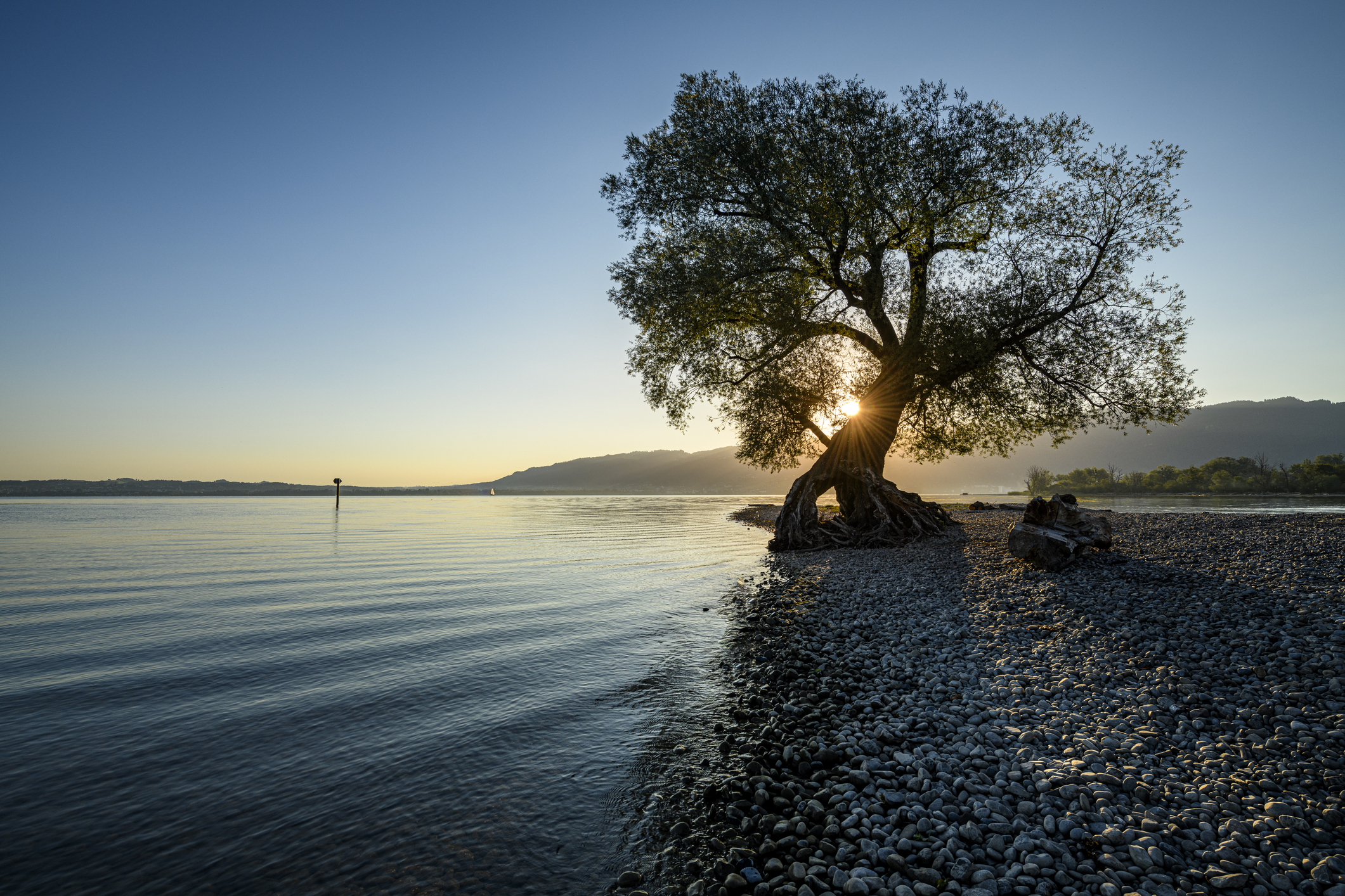 A lone tree with exposed roots stands on a pebble lakeshore at sunrise.